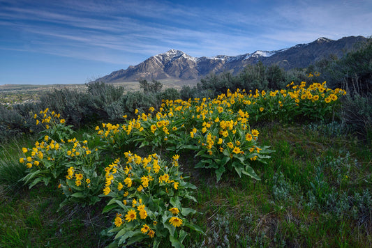Amazing Things To Do In Ogden